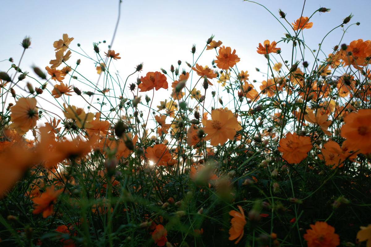 阳光明媚的午后花园贵阳永乐花海