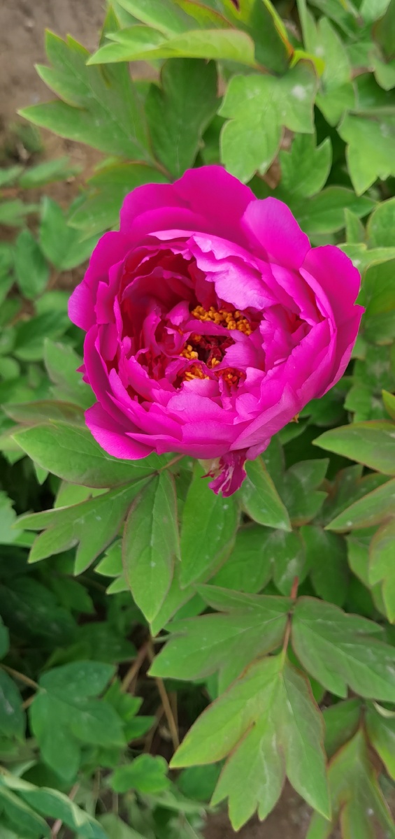 白牡丹端庄优雅如同少女.红牡丹富贵圆满.粉牡丹雍容华贵.