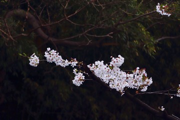 3E36823E-4678-4433-93D8-B4FC7C5DD415/L0/001