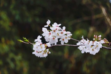 994E91B6-FD92-460A-8256-F78178F958A0/L0/001