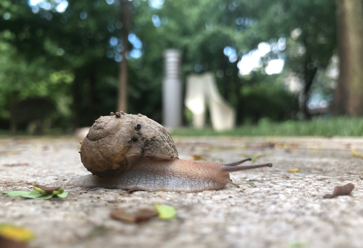 登上金字塔顶峰的除了雄鹰,还有蜗牛.