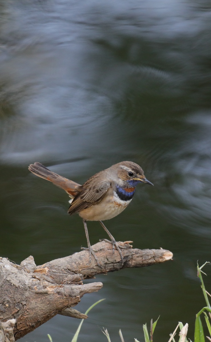 身姿优美蓝点颏