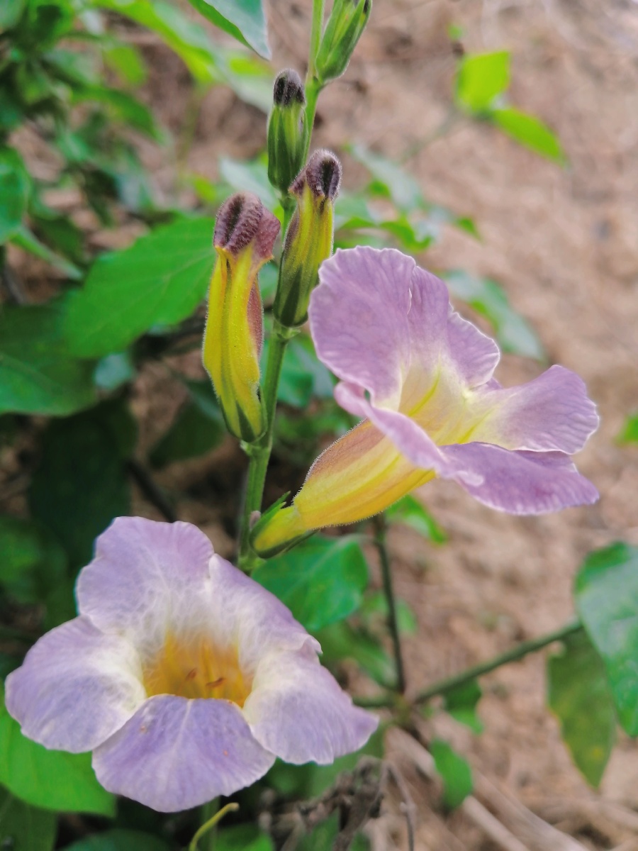 遇见花,可是并不快乐花也会有情绪的吧