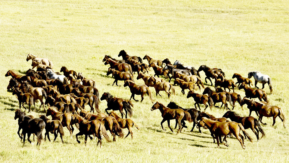 呼伦贝尔17<br />
膘肥体壮的蒙古马奔驰在草原上