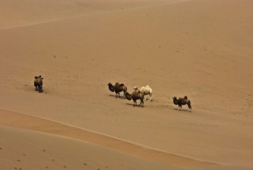 DSC_0169、5个驼.jpg