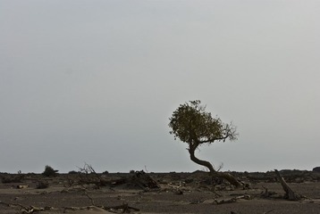 DSC_0246、弯树.jpg