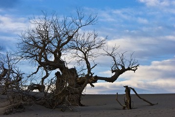 DSC_0407、怪树.jpg