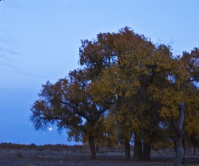 DSC_0358、月、树、裁.jpg