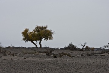 DSC_0267、歪双树.jpg