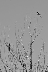 _DSC0276