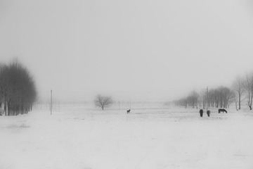 _DSC0742