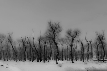 _DSC0885