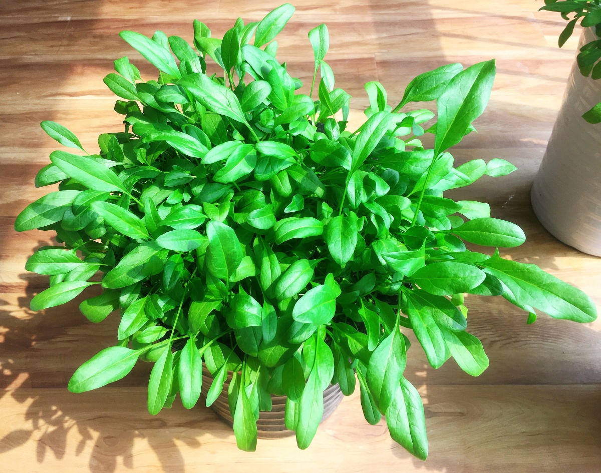 春意- 绿箭侠_sam - 图虫