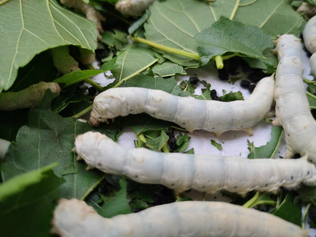 小时候超怕虫子自从养了蚕宝宝就克服了恐惧mm