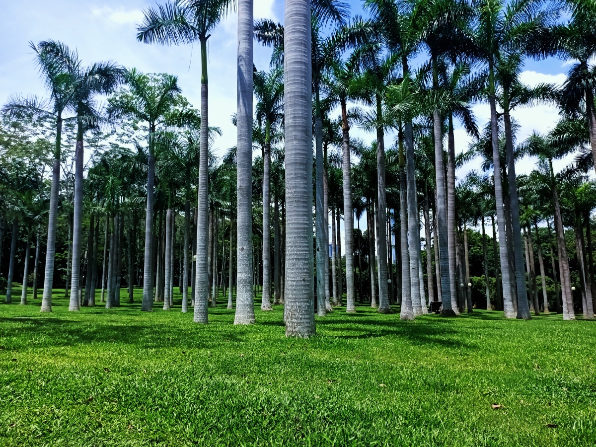 棕榈树林深圳莲花山公园