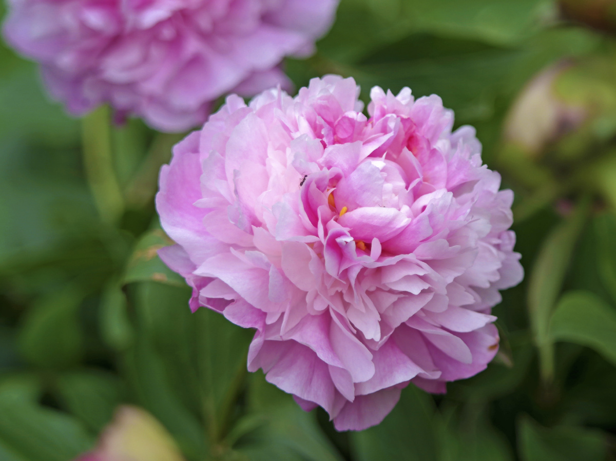 盛世牡丹雍容华贵