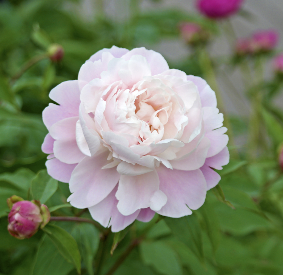 一朵金桂飘香,白色多瓣花朵