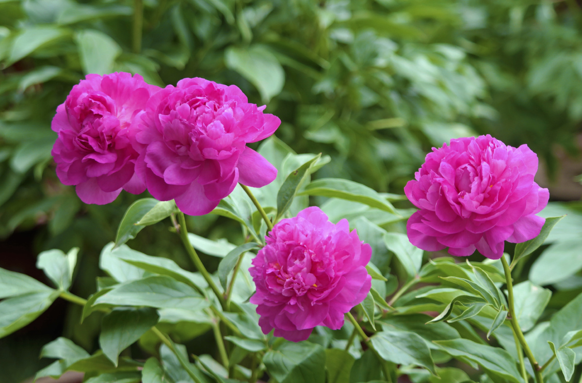 盛世牡丹雍容华贵