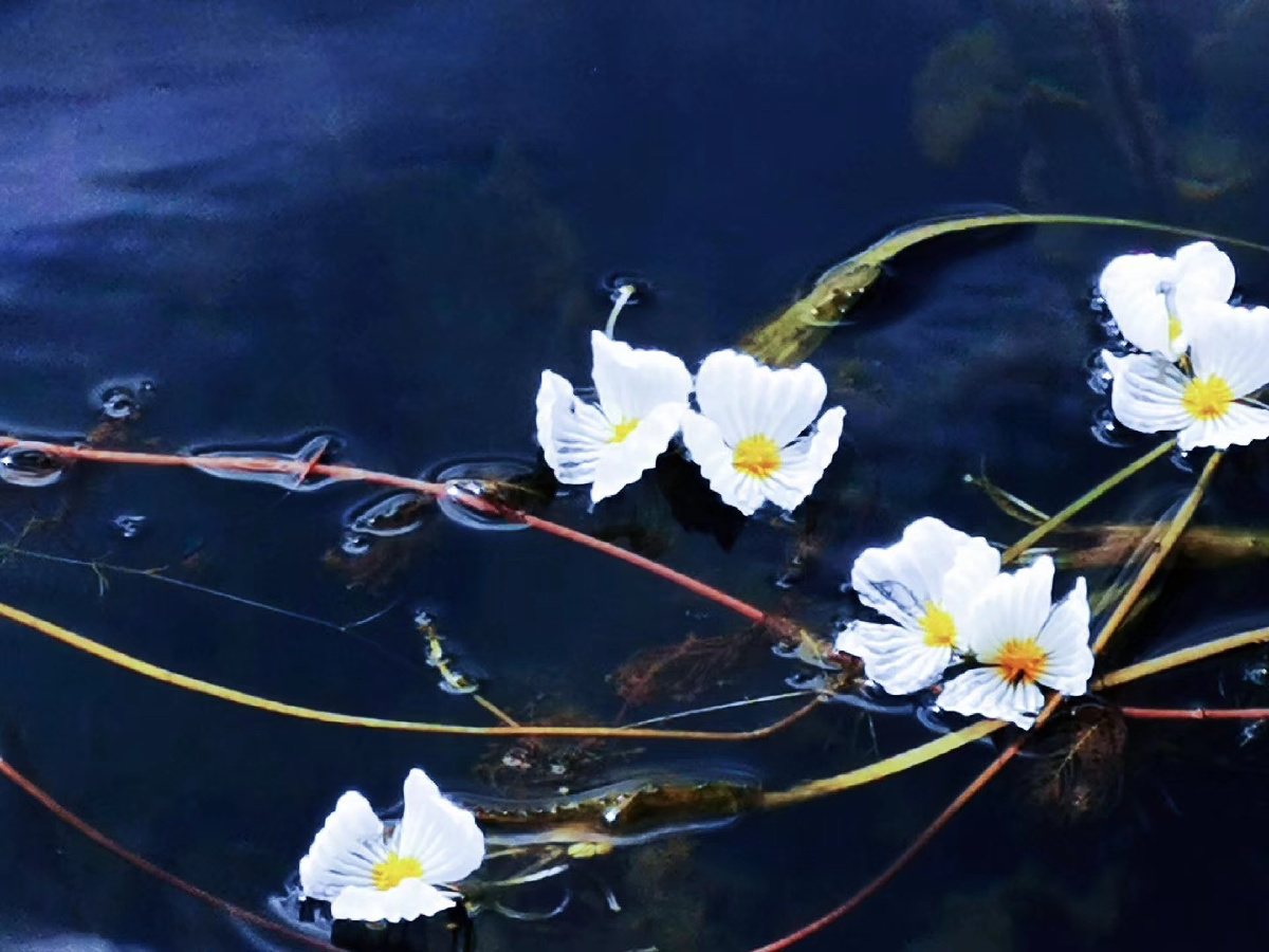 泸沽湖之水性杨花