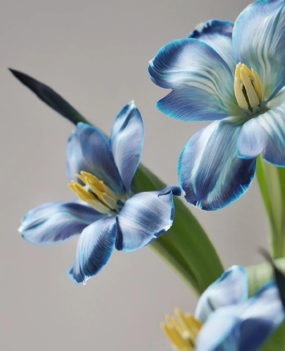 蓝色郁金香
