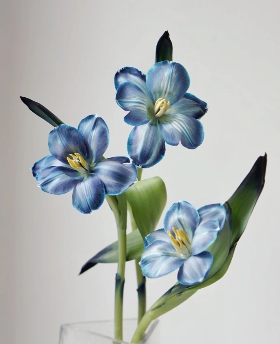 蓝色郁金香