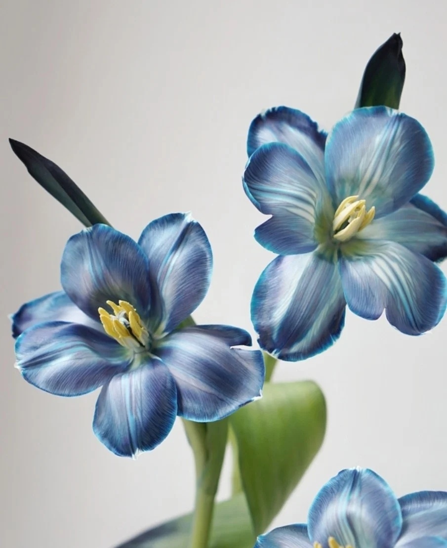蓝色郁金香