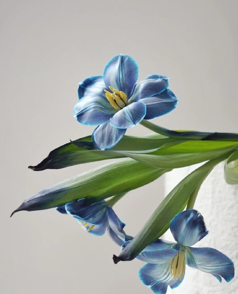 蓝色郁金香
