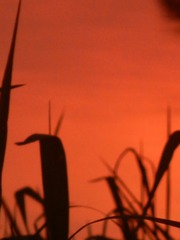 5DC0D817-44F5-45F4-9BE4-B2D3974DFA68/L0/001