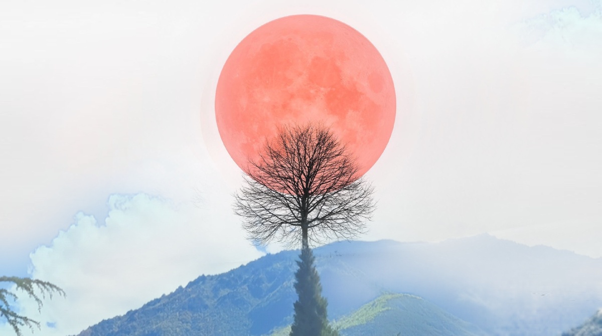 火红的太阳在树上升起