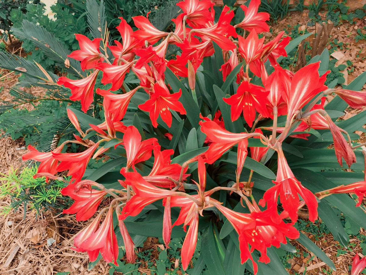 花枝招展一顶红