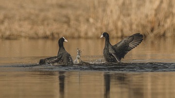 38444