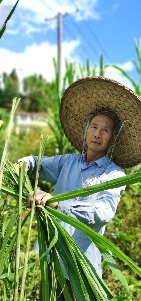 割鱼草归园农人老帅哥我的父亲对农村有着热爱