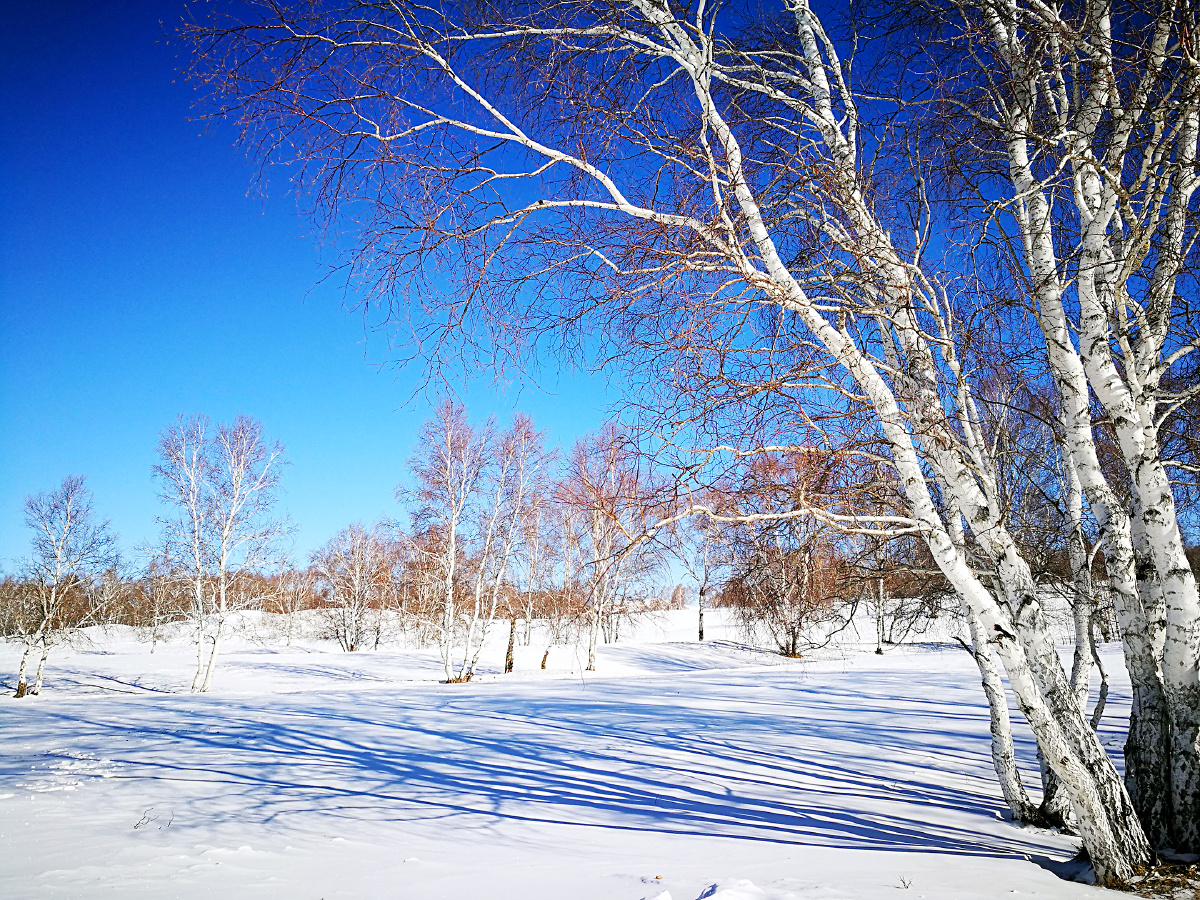 乌兰布统的冬季自驾看日出日落穿越白桦林