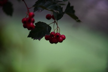 B4FA511A-926C-4F23-AB85-CDF783DD8C09/L0/001