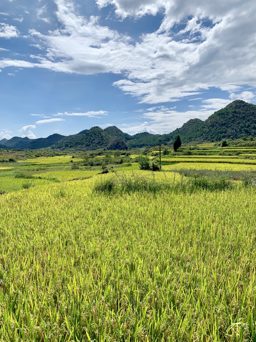 金黄色的稻谷即将迎来丰收