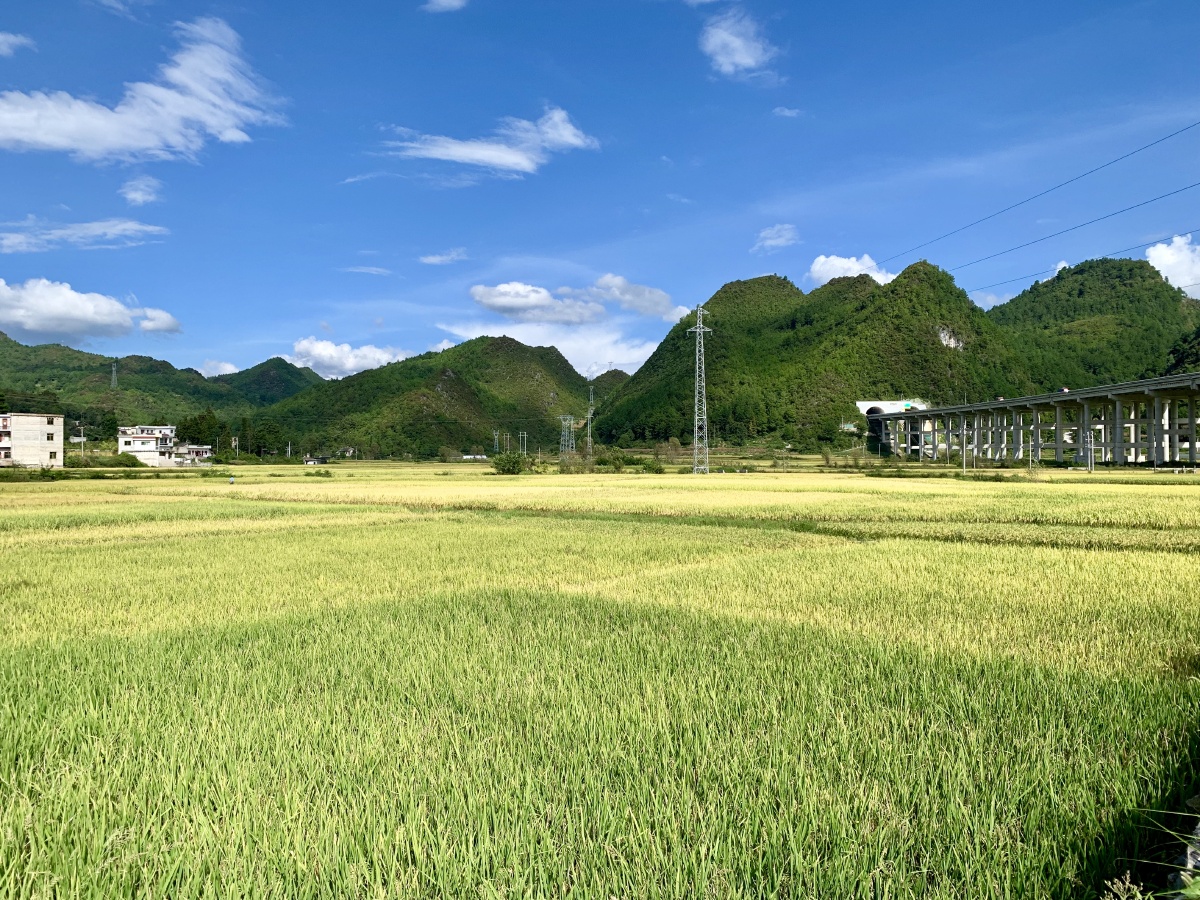 金黄色的稻谷即将迎来丰收