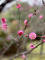 1037CD04-F8E0-48F7-AA95-E12284DC7F57/L0/001