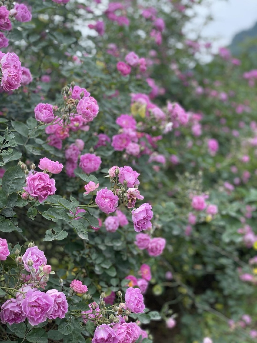 春末夏初蔷薇花海