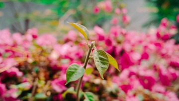 SDIM0214