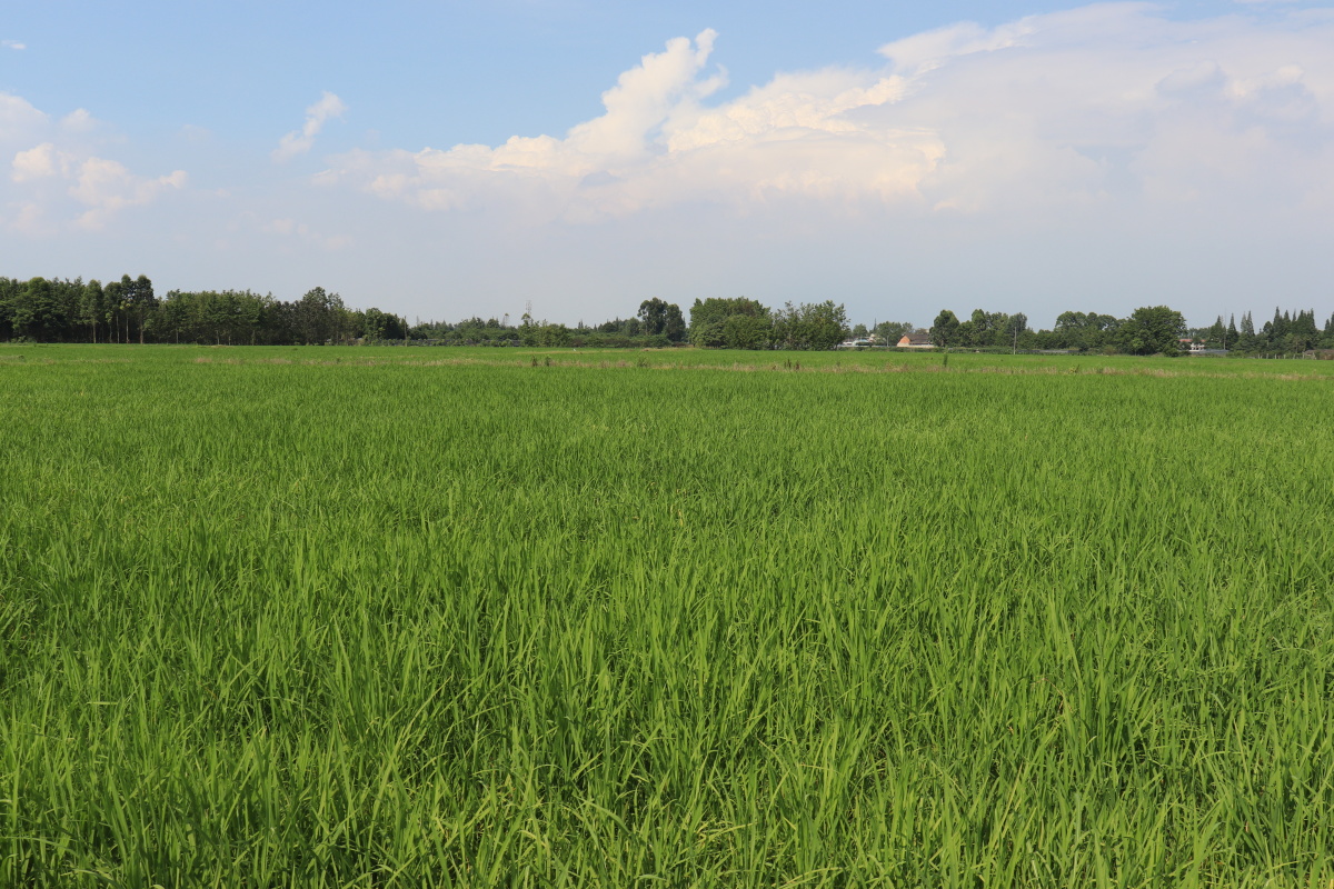 水稻稻田天空乡村绿色
