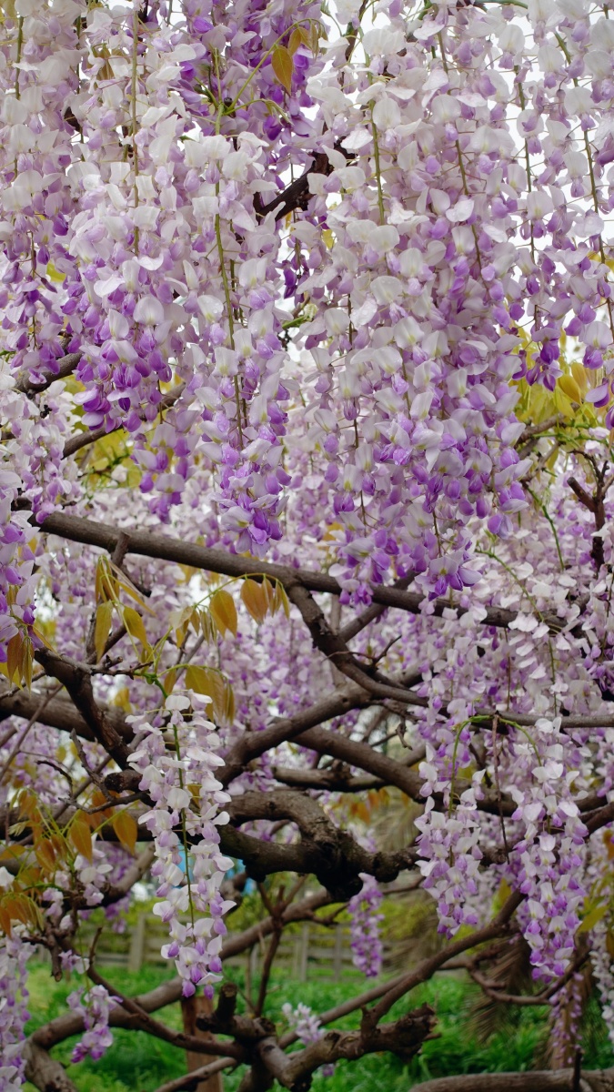 花园里的紫藤名字叫丰花