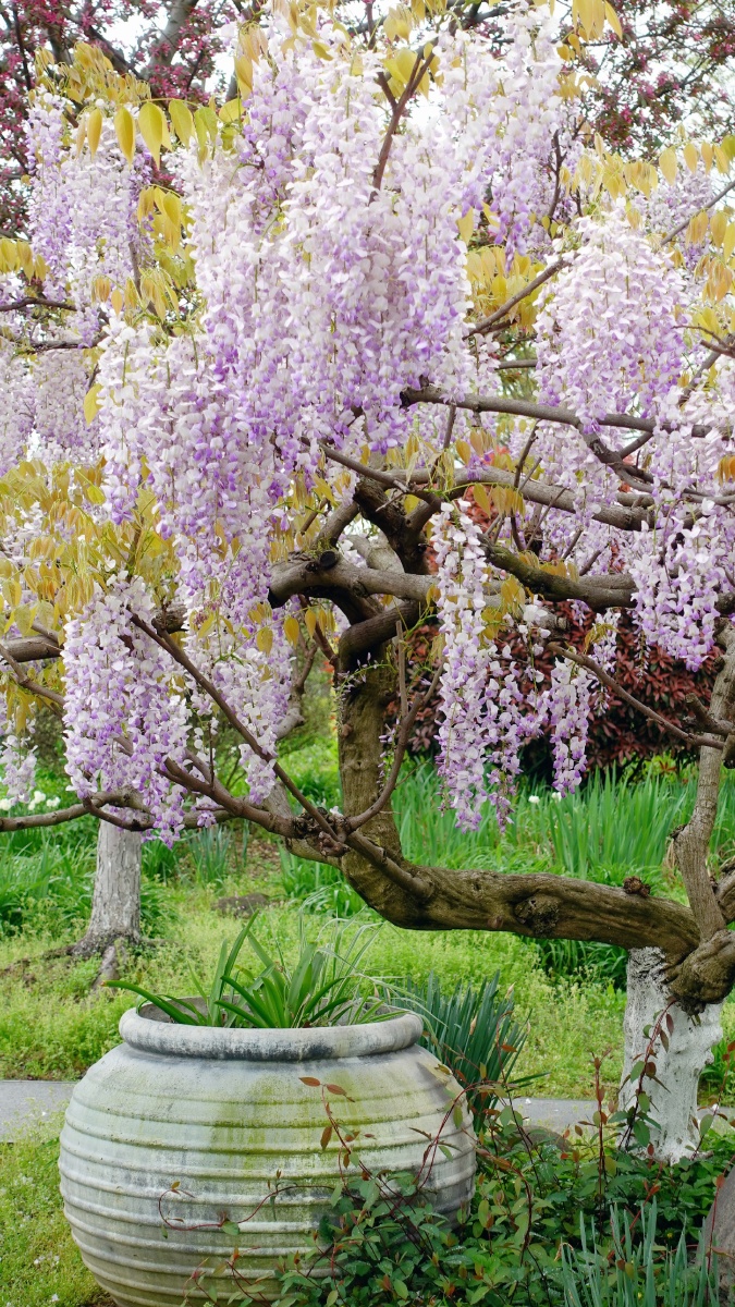 花园里的紫藤名字叫丰花