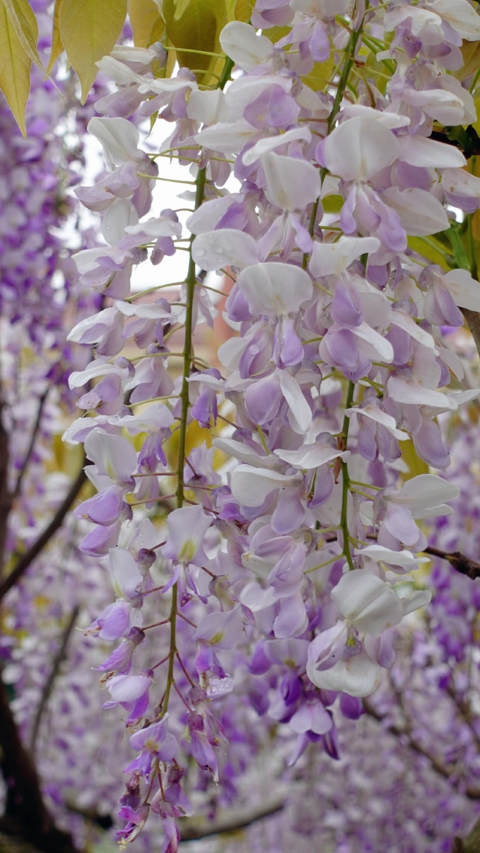 花园里的紫藤名字叫丰花