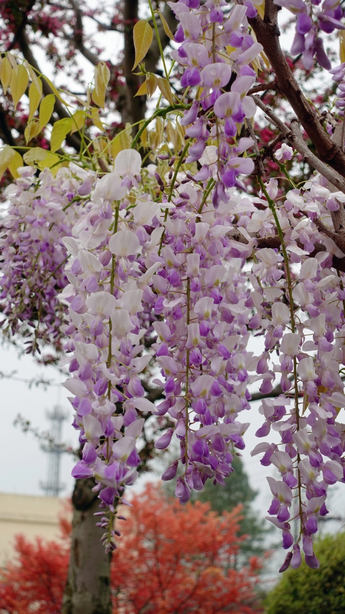 花园里的紫藤名字叫丰花