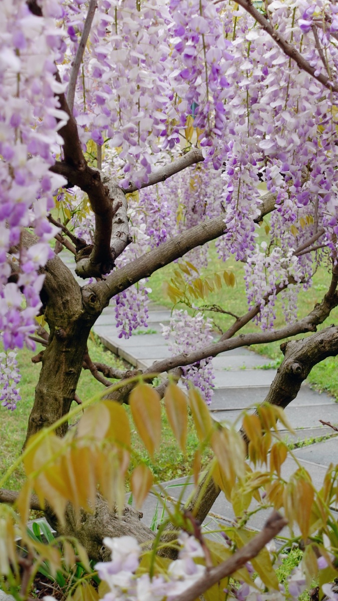 花园里的紫藤名字叫丰花