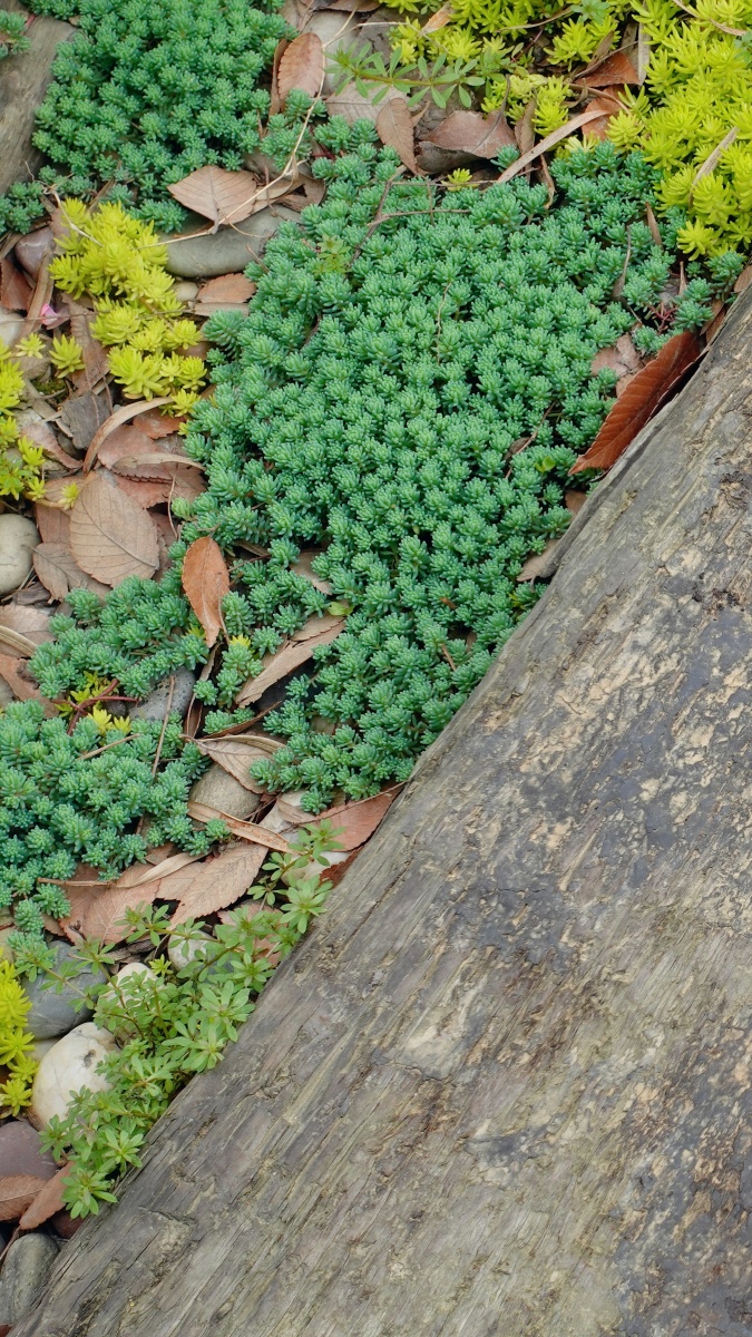 花园地面的植物佛甲草金黄色和景天蓝绿色