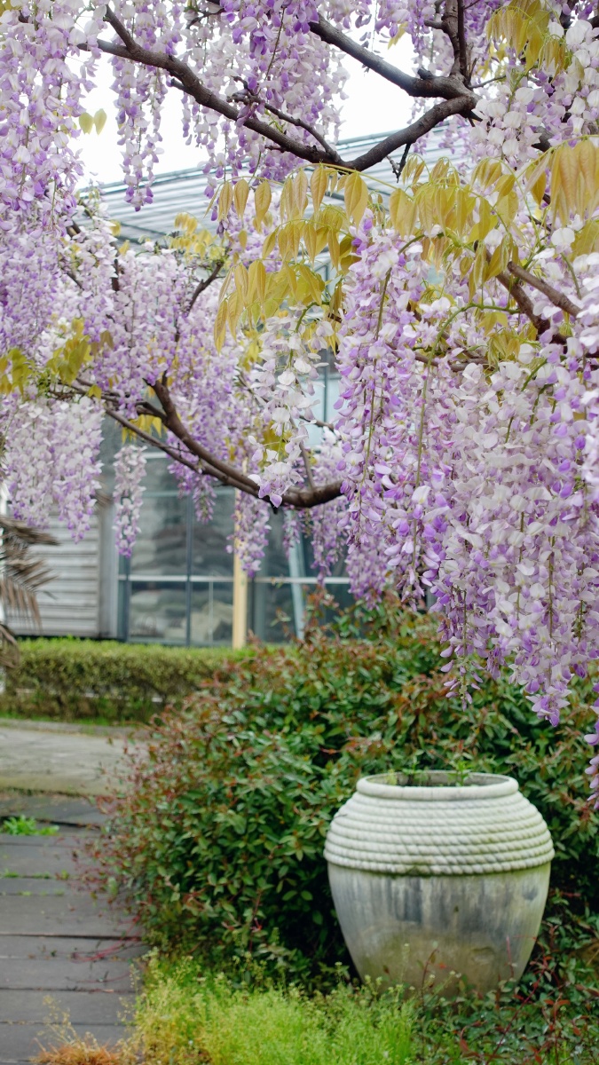 花园里的紫藤名字叫丰花