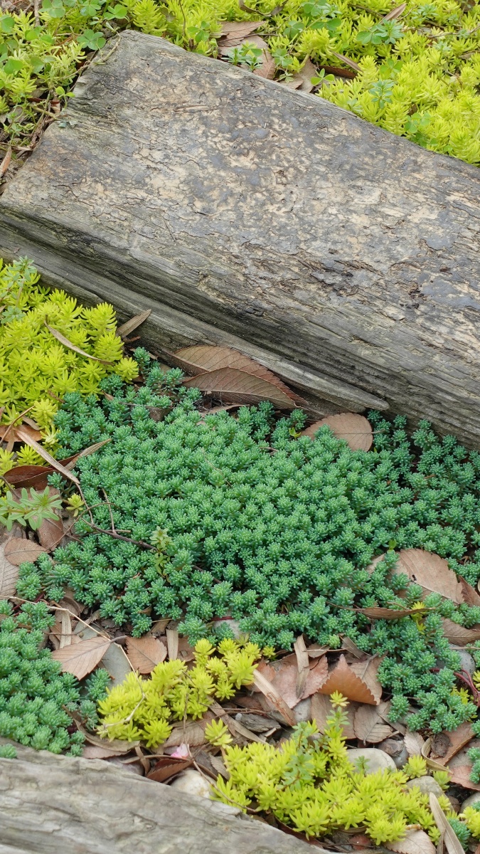 花园地面的植物佛甲草金黄色和景天蓝绿色