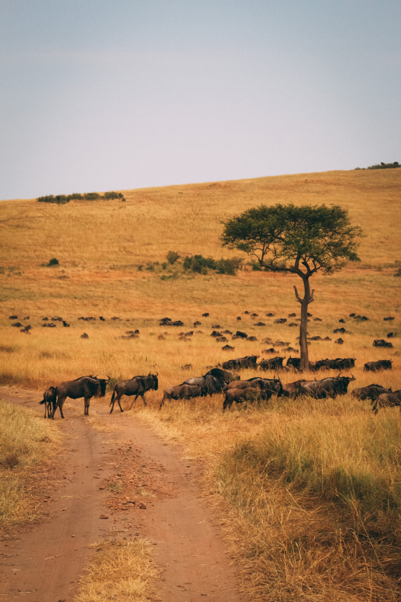 马赛马拉角马大迁徙