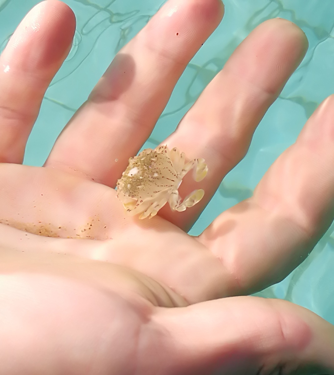 海边可爱小螃蟹